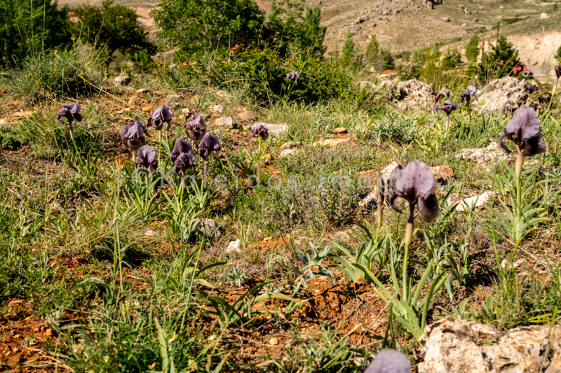 Al Arz;Iris;Iris Cedreti;Kaleidos;Kaleidos images;Lebanon;Middle East;Near East;Proche Orient;Tarek Charara;Flowers;Endemic;Endangered species;Endemic species;Critically endangered;Critically endangered species